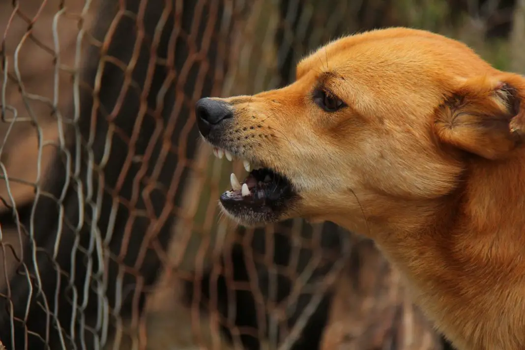 gagging-and-dry-heaving-in-dogs