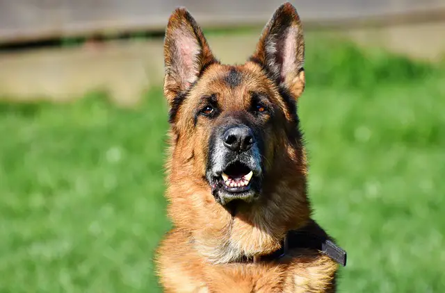 pakistani dog breed