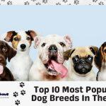 top 10 most popular dog breeds in the us