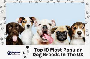 top 10 most popular dog breeds in the us