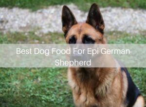 Best Dog Food For Epi German Shepherd