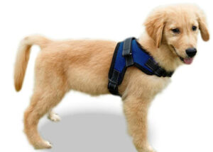 Copatchy Dog Harness with Handle