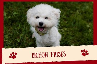 Bichon Frises Dog