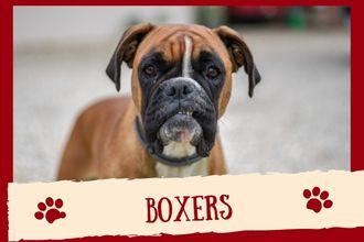 Boxers Dog