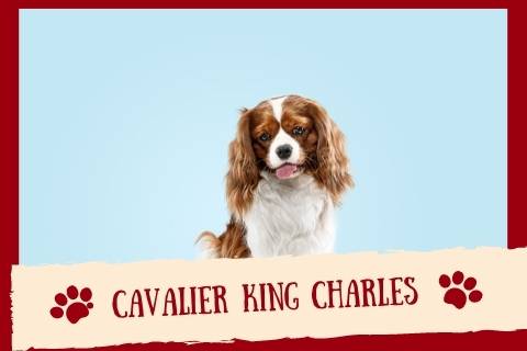 Cavalier King Charles dog