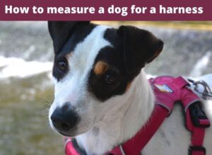How to measure a dog for a harness