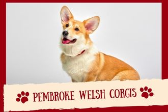 Pembroke Welsh Corgis Dog