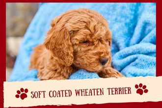 Soft Coated Wheaten Terrier Dog