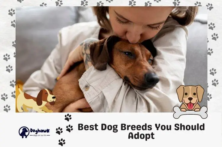 Best Dog Breeds You Should Adopt