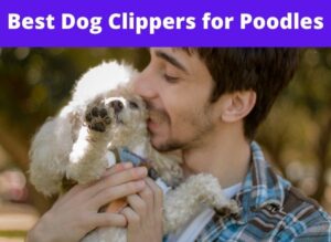 Best Dog Clippers for Poodle