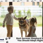 Best German Shepherd Breeds You Should Adopt Right Now