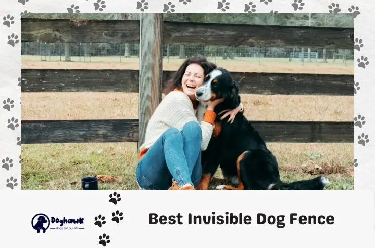 Best Invisible Dog Fence