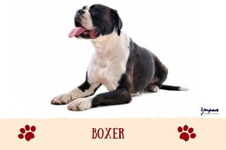 Boxer Doggy
