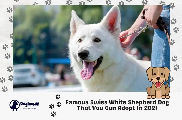 Famous Swiss White Shepherd Dog That You Can Adopt In 2021