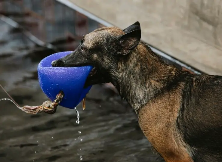 How to trick your dog into drinking water