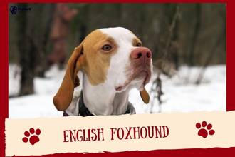  English Foxhound