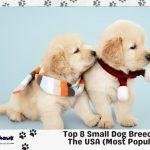 small dog breeds