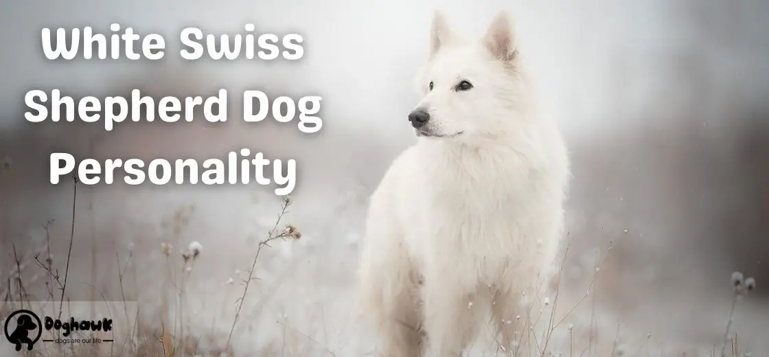White Swiss Shepherd Dog Personality