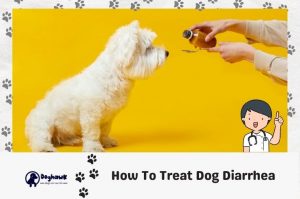 How To Treat Dog Diarrhea