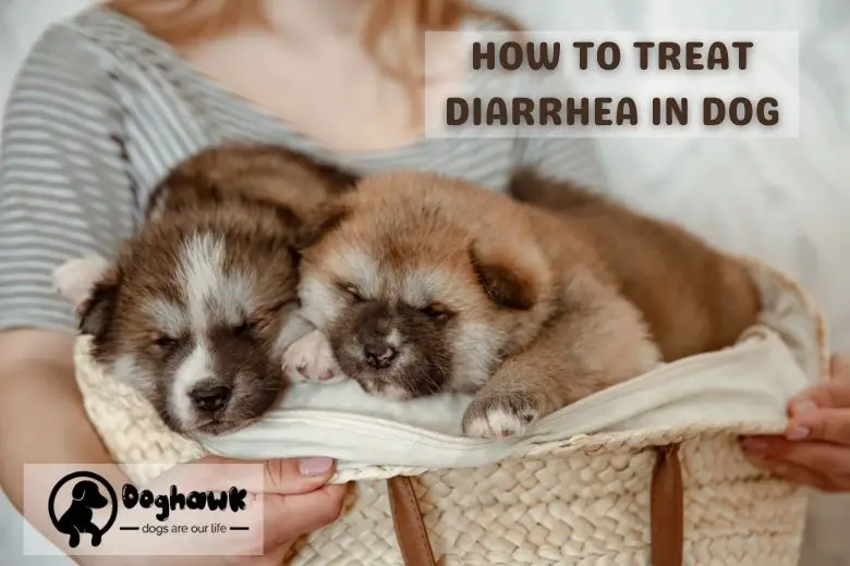 How To Treat Dog Diarrhea In Home
