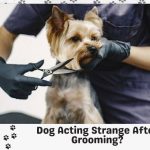 Dog Acting Strange After Grooming
