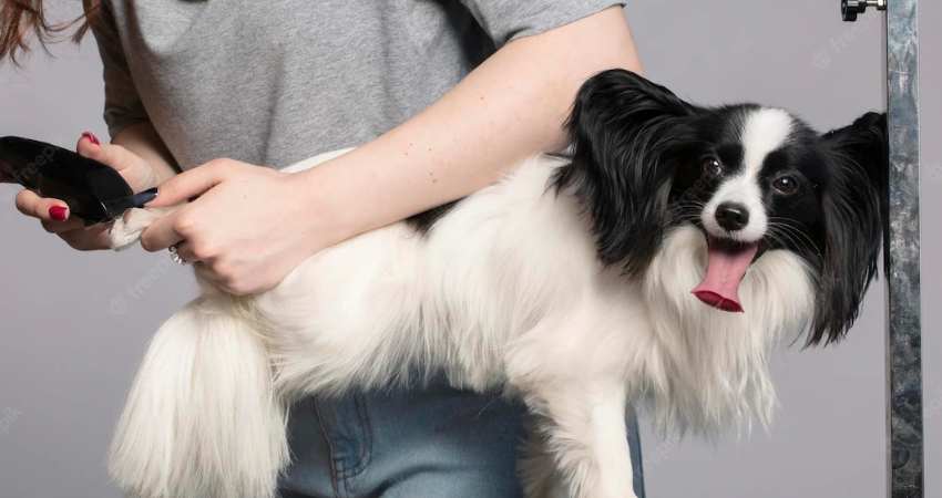 Can Dog Clippers Cut Human Hairs
