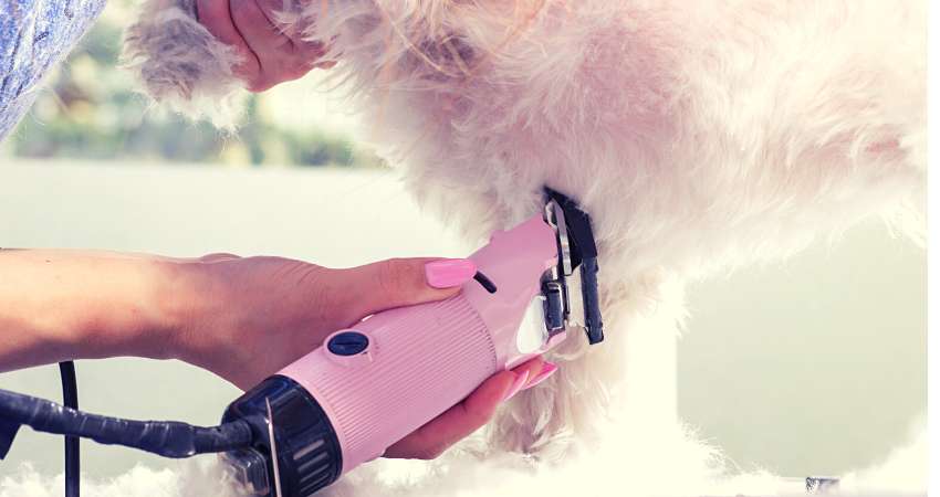 Can I Use Dog Clippers On Human Hair