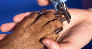 Do Dog Nail Clippers Get Dull