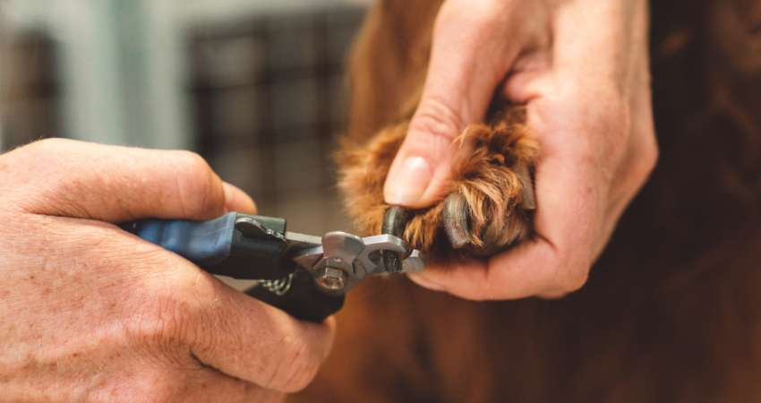 How to Prevent Dog Nail Clippers from Getting Dull