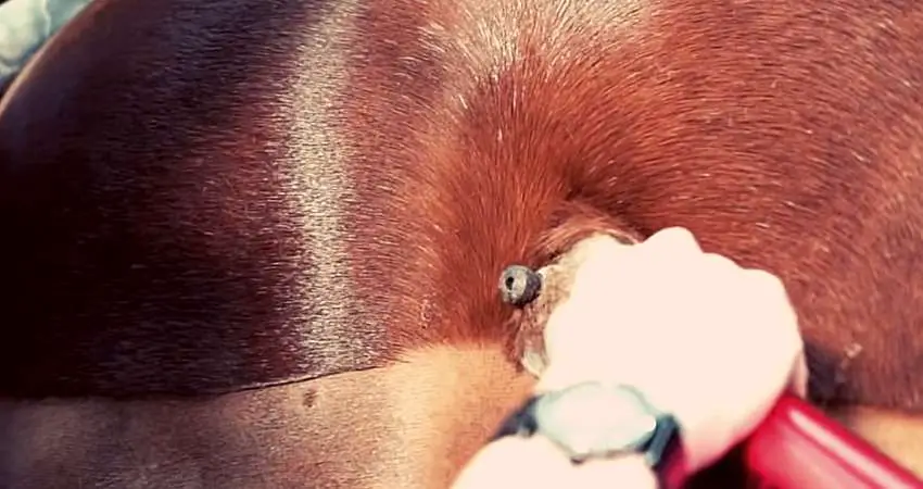 When Is It Worth Using Dog Clippers on Horses