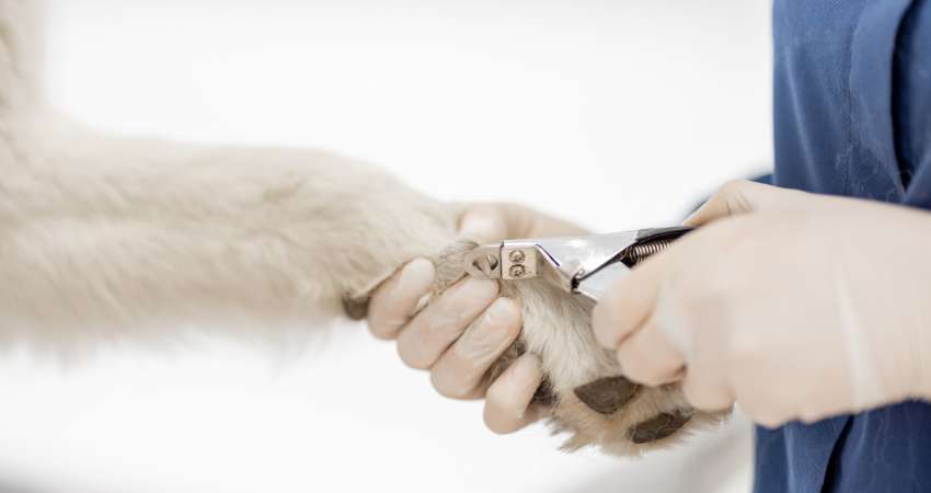 When Should You Replace Your Dog Nail Clippers